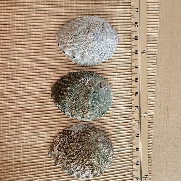 Lot of 3 Large Abalone Shell - Picture 2 of 4
